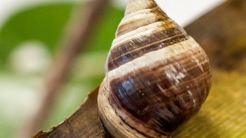 Lonely George the snail, the last of his kind, dies at 14 in Hawaii