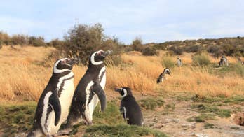 Thousands of female penguins are being stranded in South America