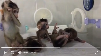 China’s latest monkey cloning tests are considered 'monstrous'