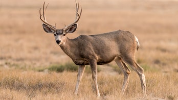 Minnesota wildlife officials shoot mule deer exhibiting ‘strange behavior’