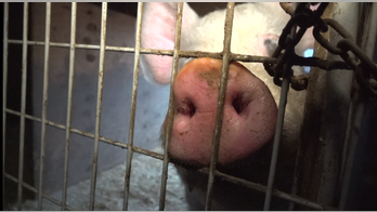 'Mini pigs' become growing problem as animal shelters become inundated with overgrown swine