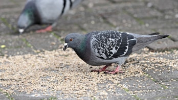 Pigeon delays Aeroflot flight after sneaking into plane cabin, getting trapped on board