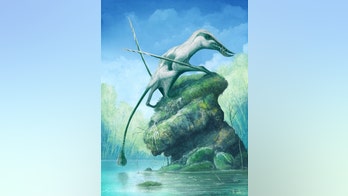 Massive, ancient flying reptile had 'large fangs' that formed 'a toothy cage'