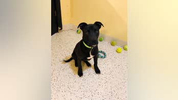 Dog that survived euthanasia finds forever home after Iowa shelter receives ‘so many wonderful applications’