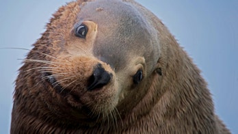 Alaska fisherman attacked by sea lion, nearly dragged into water