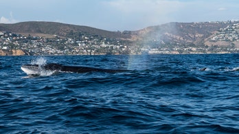 Endangered sei whale found on North Carolina beach had plastic bag in throat, officials say