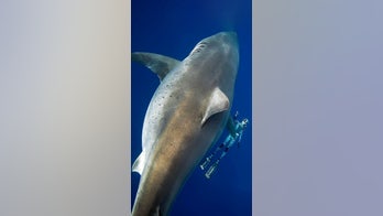 World's largest great white shark 'Deep Blue' gives diver a close-up: 'Thought my heart was going to explode'