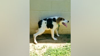 'Happiest dog' born with unusual condition has only half a spine
