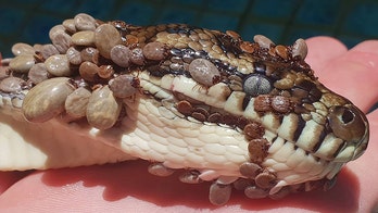 Snake found covered with more than 500 ticks