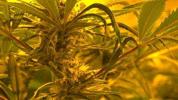 Is pot the future of the tobacco industry?