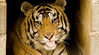 White tiger named Kenny bred for $50G, allowed to live because owner’s son 'thought Kenny was cute'