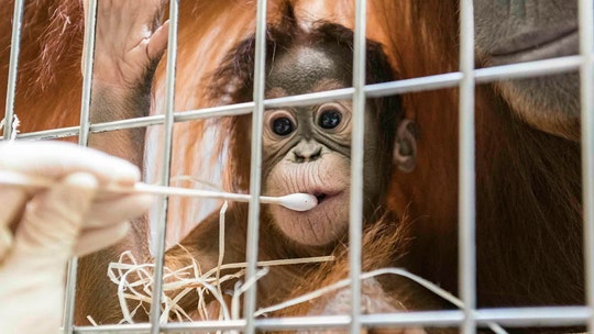 Baby orangutan's paternity tests stuns researchers at Swiss zoo