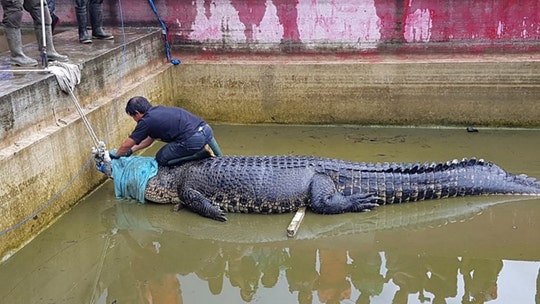 Crocodile that mauled Indonesian woman to death was being kept as a pet