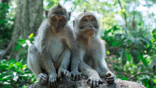 Indian woman, 60, chased to her death off rooftop by gang of monkeys