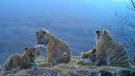 Four Siberian tiger cubs seen on video playing in Russia's hilltops