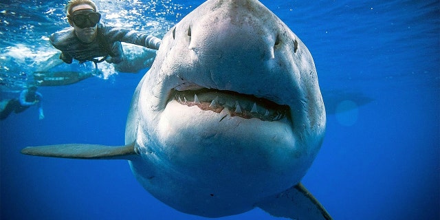 A shark said to be 'Deep Blue', one of the largest recorded individuals, swims offshore Hawaii, U.S., January 15, 2019 in this picture obtained from social media on January 17, 2019. (Credit: Reuters)