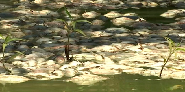 This image made from a video taken on Jan. 8, 2019, shows dead fish on the Darling River in Menindee, New South Wales, Australia.