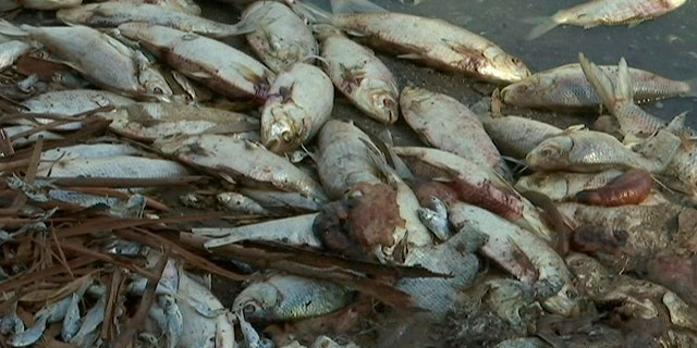 This image made from a video taken on Jan. 7, 2019, shows dead fish along the Darling River bank in Menindee, New South Wales, Australia. An Australian state government on Tuesday, Jan. 15, 2019 announced plans to mechanically pump oxygen into lakes and rivers after hundreds of thousands of fish have died in heatwave conditions.