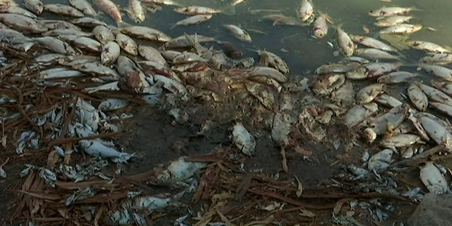 This image made from a video taken on Jan. 7, 2019, shows dead fish along the Darling River bank in Menindee, New South Wales, Australia. An Australian state government on Tuesday, Jan. 15, 2019 announced plans to mechanically pump oxygen into lakes and rivers after hundreds of thousands of fish have died in heatwave conditions. (Australian Broadcasting Corporation via AP)