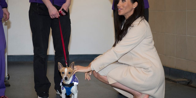 Meghan The Duchess of Sussex pats Jack Russel dog called "Minnie" during her visit to Mayhew animal welfare charity on Wednesday Jan. 16, 2019, to meet with volunteers to hear about welfare initiatives, community engagement and international projects carried out by the charity. This is Her Royal Highness's first official visit to Mayhew in her new role as Patron of the charity. (Eddie Mulholland/pool via AP)