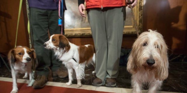 Escher, left, and Rhett, center, Nederlandse kooikerhondje, and Juno, right, a grand basset griffon Vendeen, are shown at the American Kennel Club headquarters in New York on Jan. 10, 2018. The two breeds are eligible to compete in the Westminster Kennel Club dog show for the first time in 2019. (AP Photo/Mary Altaffer)