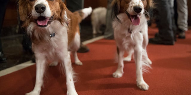 Nederlandse kooikerhondje Escher, left, and Rhett are shown during a news conference at the American Kennel Club headquarters in New York. The Nederlandse kooikerhondje, originally a Dutch duck-hunting dog, is one of two breeds eligible to compete in the Westminster dog show for the first time in 2019. (AP Photo/Mary Altaffer, File)