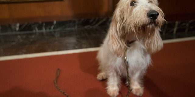 Juno, a grand basset griffon Vendeen, is shown during a news conference at the American Kennel Club headquarters in New York. The grand basset griffon Vendeen, developed in France to hunt rabbit and hare, is one of two breeds eligible to compete in the Westminster Kennel Club dog show for the first time in 2019. (AP Photo/Mary Altaffer)