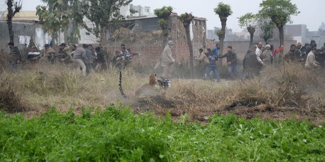 Stray leopard goes on rampage in India, attacks four people
