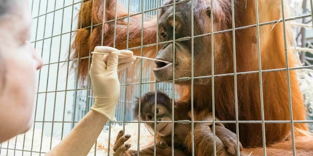 In this undated photo, released Thursday Jan. 31, 2019, by Zoo Basel, zoo keepers take DNA samples from female orangutan Maja to determine the paternity of her daughter Padma at the Basel Zoo. ( Zoo Basel via AP)