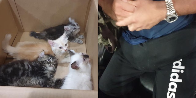 A Singaporean man was discovered with several kittens hidden in his pants.