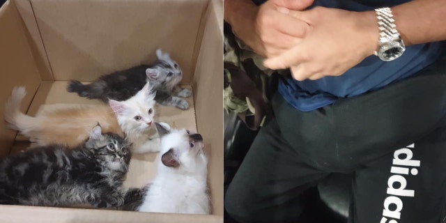 A Singaporean man was discovered with several kittens hidden in his pants.