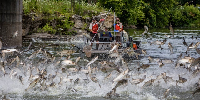 What makes these hardy species so unique, and maybe even a bit scary, is that they can jump out of the water, as high as 10 feet in the air. Boaters have been hit by the flying fish, which can weigh up to 100 pounds and cause serious damage.