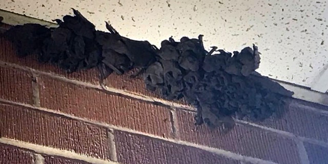 The bats may have entered the school through a vent or opening. (KATC)