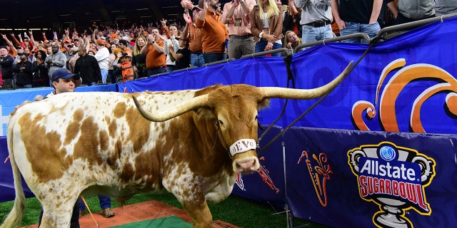Bevo the longhorn cheers on the University of Texas as they take on the University of Georgia at the 2019 Allstate Sugar Bowl at the Mercedes-Benz Superdome on Tuesday, Jan. 1, 2018, in New Orleans.