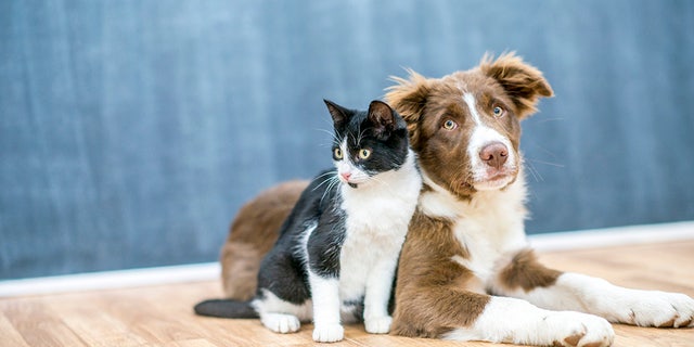 Throughout the pandemic, pet adoption and fostering has hit record numbers in the U.S.