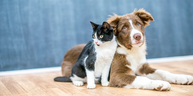 The study was led by researchers at the University of Pennsylvania’s Perelman School of Medicine and the School of Veterinary Medicine.