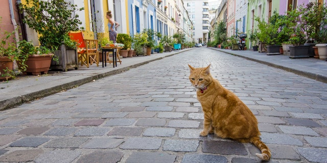 The cat (not pictured) is the third in Wyoming to be infected with plague in the last six months, health officials said.