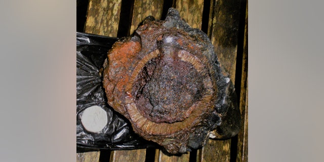 The grenade packed with gunpowder. The artifact's metal casing can clearly be seen.