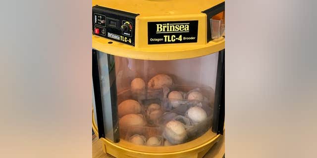 Lendrum was caught at London’s biggest airport trying to smuggle 19 rare and protected eggs.