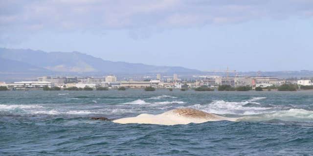Hawaii officials said they have received reports some people have allegedly attempted to remove the animal's teeth.