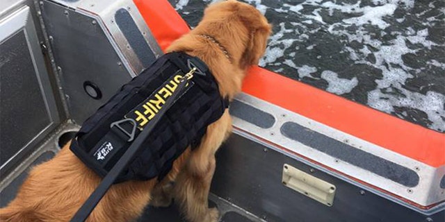 Jake, pictured here on a vessel with the Coast Guard in December, experienced seizure-like symptoms and lost motor skills when he detected the drugs.