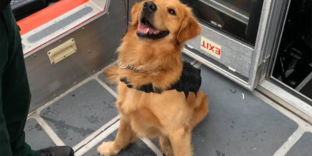 Jake, a K-9 with Florida's Brevard County Sheriff's Office, was administered Narcan on Wednesday as he experienced overdose symptoms after he sniffed drugs on someone, officials said.