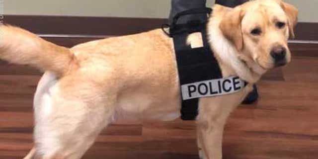 K9 officer Kozak, Courtesy of Alicia "Kozak" Kozakiewicz