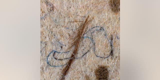 Close up of one of Leonardo's works showing insect parts and wool fibers