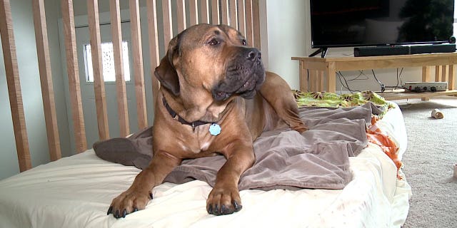 The woman said her mastiff ─ the "big fierce Boerboel" seen above ─ let the intruder fall asleep in his bed.<br>