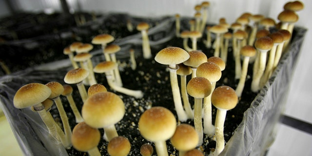 Psilocybin mushrooms are seen in a grow room at the Procare farm in Hazerswoude, central Netherlands. Oregon's attorney general has approved language for a ballot measure to make psychedelic mushrooms legal. (AP Photo/Peter Dejong, File)