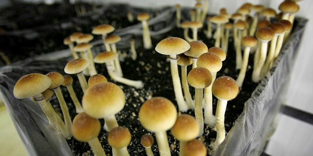 Psilocybin mushrooms are seen in a grow room at the Procare farm in Hazerswoude, central Netherlands. Oregon's attorney general has approved language for a ballot measure to make psychedelic mushrooms legal. (AP Photo/Peter Dejong, File)