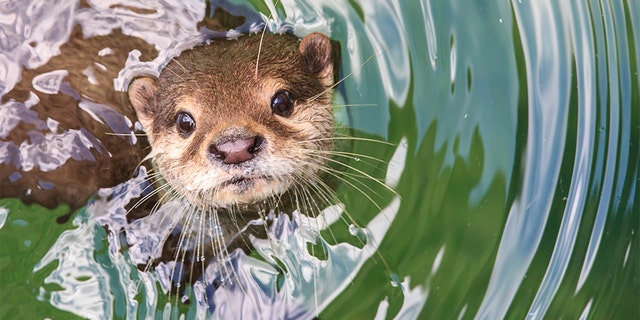 The Florida woman said she suspects the otter that attacked her was rabid.