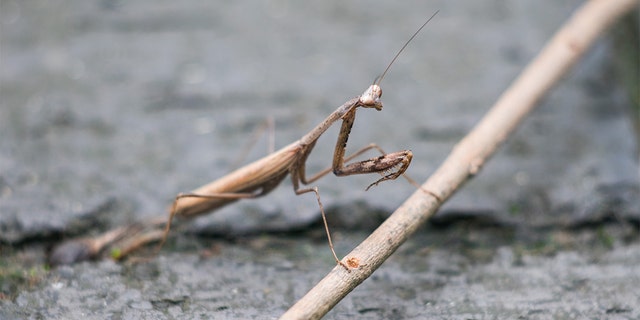 A Virginia woman said a praying mantis egg was attached to her Christmas tree, and more than 100 of the insects hatched in her home.