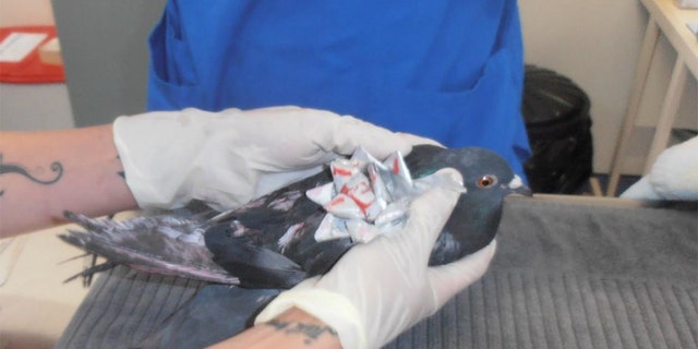 Animal investigators in New Zealand have recently discovered pigeons and sparrows "decorated" with Christmas decorations.